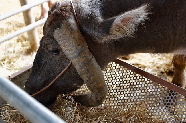 Wat Hua Lamphong-NOV13-019